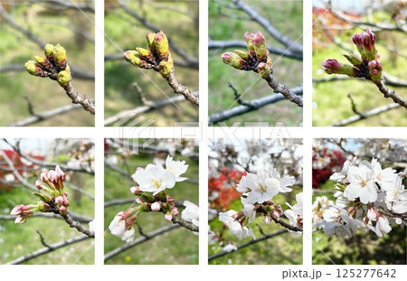 桜の開花予想_桜のつぼみ_桜の開花までの経過観察写真_桜のつぼみの変化8段階 125277642