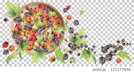 Currant gooseberry clusters leaves on ceramic dish, ripe picked garden scattered berry harvest, casseille jostaberry. Isolated illustration hand drawn in watercolor. Cookbook art, food craft packaging 125277646