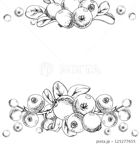 Cranberry lingonberry on branch with green leaves, ripe forest berry wintergreen bearberry teaberry cluster group, vector hand drawn in ink. Isolated square garland frame. Farmers market, cafe menu 125277655