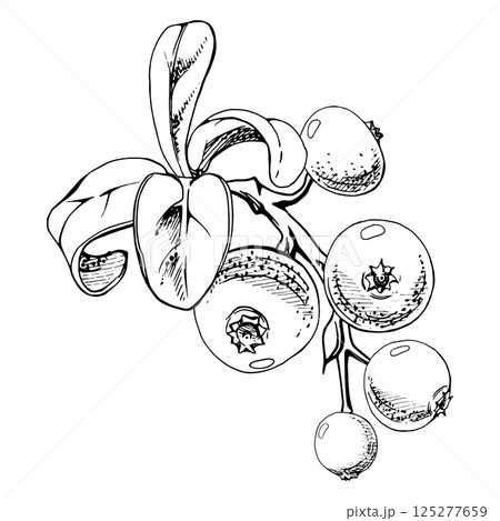 Cranberry lingonberry with green leaves on branch, vector hand drawn in ink, ripe forest berry bearberry teaberry wintergreen cluster group. Isolated botanical illustration, for menu, farmers market Cranberry lingonberry with green leaves on branch, vector hand drawn in ink, ripe forest berry bearberry teaberry wintergreen cluster group. Isolated botanical illustration, for menu, farmers market 125277659