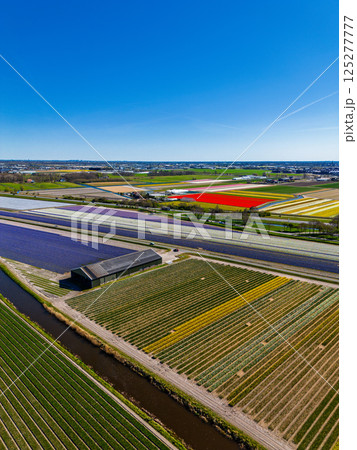 Aerial footage shows colorful tulip fields, greenhouses, and canals stretching across the flat Dutch landscape and distant towns visible under an overcast sky. Aerial footage shows colorful tulip fields, greenhouses, and canals stretching across the flat Dutch landscape and distant towns visible under an overcast sky. 125277777