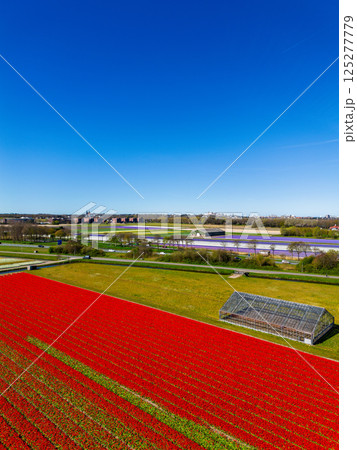 A vibrant tulip field in full bloom stretches across the foreground, with a greenhouse nearby. In the distance, farmland and a small town sit beneath a vast, clear blue sky. A vibrant tulip field in full bloom stretches across the foreground, with a greenhouse nearby. In the distance, farmland and a small town sit beneath a vast, clear blue sky. 125277779