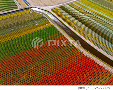 A stunning aerial view of vibrant tulip fields in full bloom, featuring red, yellow, and blue flower rows with green fields and distant buildings under a bright spring sky. 125277789