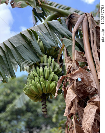 Close-up of a vibrant bunch of green bananas growing on a banana tree, surrounded by lush foliage and dry palm leaves 125277798