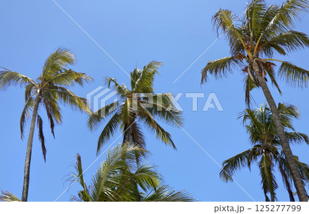 Scenic view of tall coconut palm trees reaching into a clear blue tropical sky Scenic view of tall coconut palm trees reaching into a clear blue tropical sky 125277799