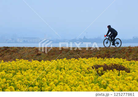 滋賀県琵琶湖岸 第1なぎさ公園の菜の花畑 125277861