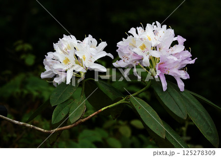 Image of a rhododendron, a type of wild flower. 125278309