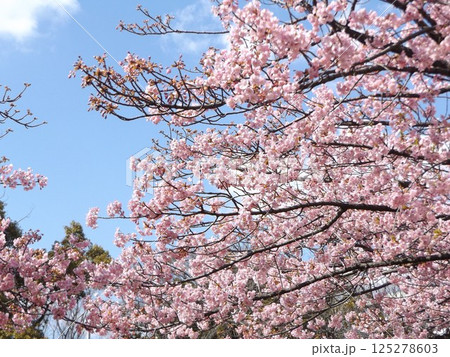 駅前の河津桜が満開だ 125278603