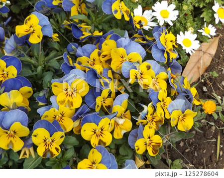 黄色と空色のビオラの花 125278604