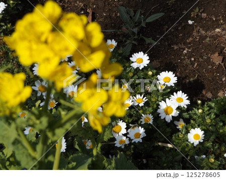 こじま花の会花畑の春の花ノースポールの可愛い白い花 125278605