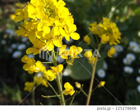こじま花の会花畑に咲いた菜の花の黄色い花 125278606