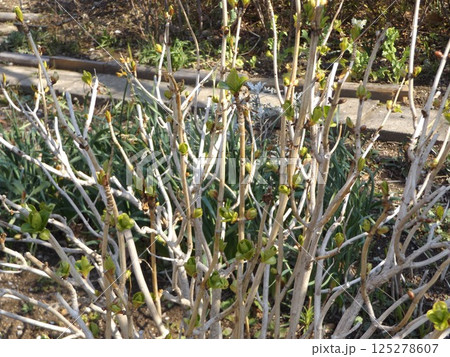 春になり紫陽花の芽が出始めた 125278607