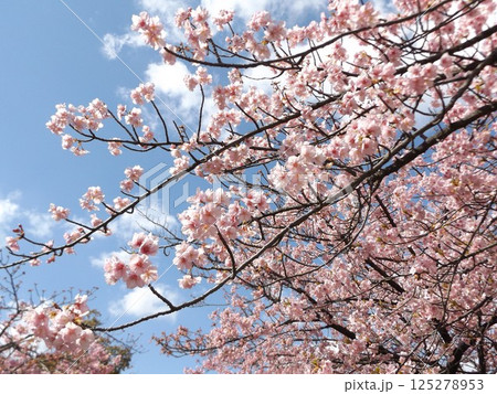 駅前の河津桜が満開だ 125278953
