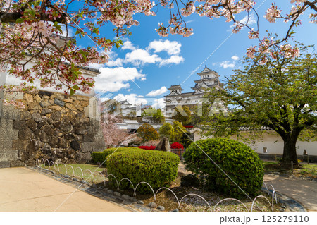 青空に映える姫路城と桜 青空に映える姫路城と桜 125279110