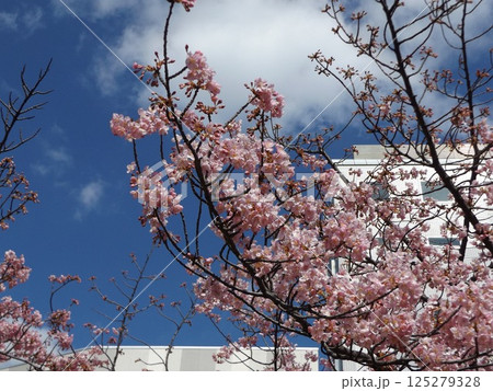 駅前の河津桜が満開だ 駅前の河津桜が満開だ 125279328