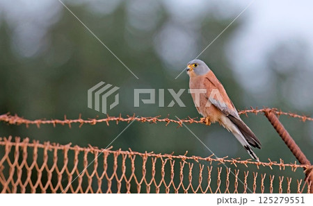 Lesser kestrel - Falco naumanni, Crete Lesser kestrel - Falco naumanni, Crete 125279551