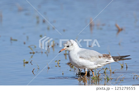 Black-headed Gull (Larus ridibundus), Greece 125279555