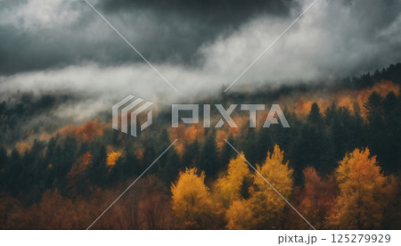 forest in the autumn season, beautiful nature, rainy weather, cloudy 125279929
