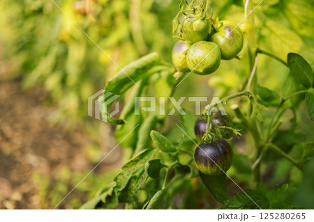 Different types of tomatoes. Harvest of tomato varieties 125280265