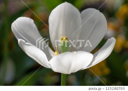 White tulip selective focus floral poster White tulip selective focus floral poster 125280703