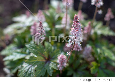 Tiarella or foamflowers pale pink bloom in the sunny garden 125280741