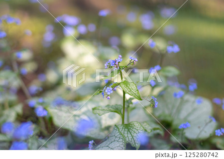 Brunnera macrophylla or largeleaf brunnera blue flowers on the blurred background 125280742