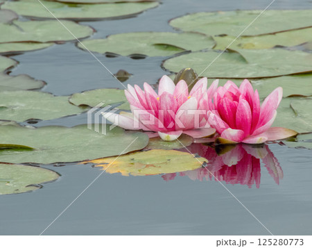 Pink Nymphaea flowers in the garden pond. Water lily aquatic plant. Two water lilies and leaves. Pink Nymphaea flowers in the garden pond. Water lily aquatic plant. Two water lilies and leaves. 125280773