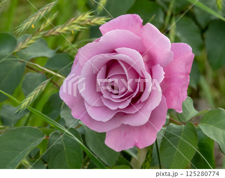 Blue rose hybrid tea shaped bloom. Beautiful rose flower with lilac petals. Blue rose hybrid tea shaped bloom. Beautiful rose flower with lilac petals. 125280774