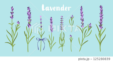 Lavender flowers set isolated on white background vector illustration 125280839