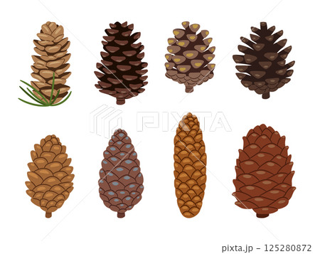 Fir or pine cones as plant part vector collection on white background 125280872