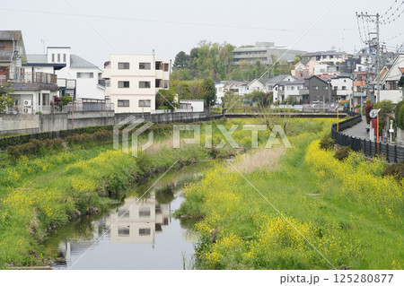 春の野川 春の野川 125280877