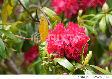 赤いシャクナゲの花 赤いシャクナゲの花 125280878