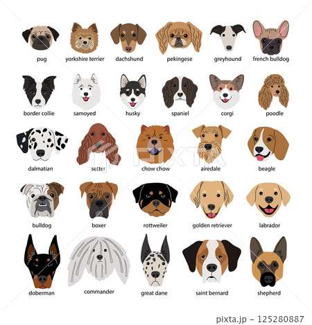 Different dogs heads collection of various breeds on white background 125280887