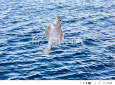 Sea fishing - flounder fishing Sea fishing - flounder fishing 125280908