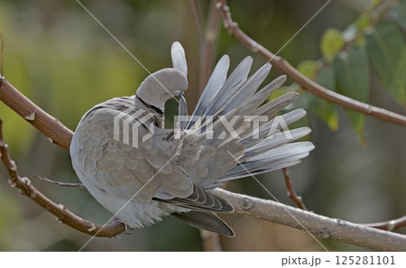 Collared Dove - Streptopelia decaocto, Crete Collared Dove - Streptopelia decaocto, Crete 125281101
