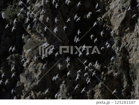 Rock Pigeon (Columba livia), Crete Rock Pigeon (Columba livia), Crete 125281107