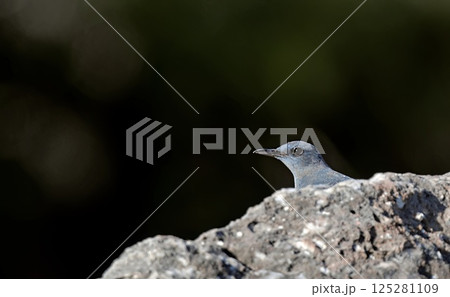 Blue Rock-thrush (Monticola solitarius), Greece Blue Rock-thrush (Monticola solitarius), Greece 125281109