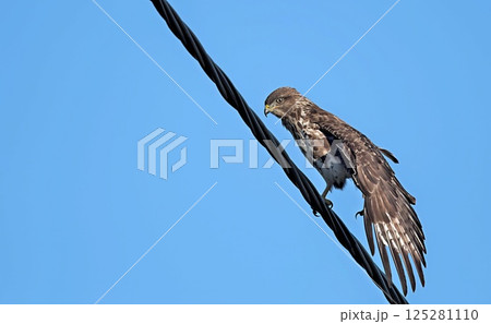 Eurasian Buzzard (Buteo buteo), Greece 125281110
