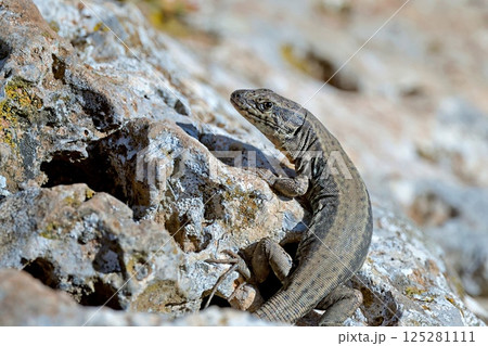 Cretan Wall Lizard - Podarcis cretensis, Crete 125281111