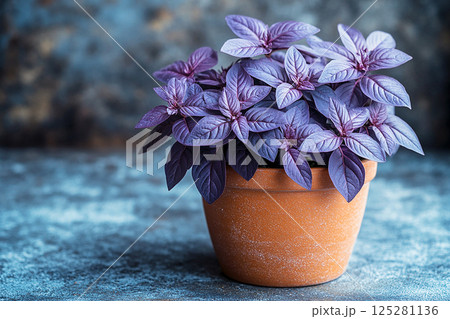 Potted basil plant with lush purple leaves on a gray background. Herb in ceramic pot Potted basil plant with lush purple leaves on a gray background. Herb in ceramic pot 125281136