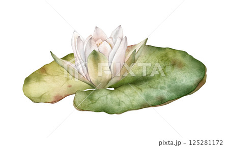 Flower Water Lily or Lotus with green leaf. Hand drawn watercolor illustration of lake white waterlily on isolated background. Beautiful chinese water lily for design 125281172