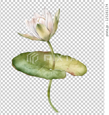 Flower Water Lily with green leaf. Hand drawn watercolor illustration of tropical white waterlily on isolated background. Composition with lotus. Beautiful chinese water lily for design 125281174