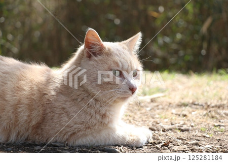 茶トラ野良猫 125281184