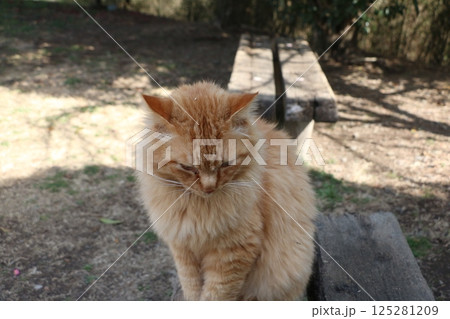 茶トラ野良猫 茶トラ野良猫 125281209