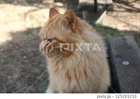 茶トラ野良猫 125281210