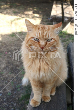 茶トラ野良猫 茶トラ野良猫 125281211