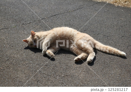 茶トラ野良猫 125281217