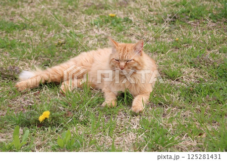 茶トラ野良猫 茶トラ野良猫 125281431