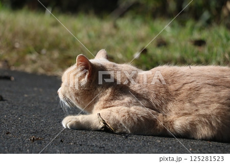 茶トラ野良猫 125281523