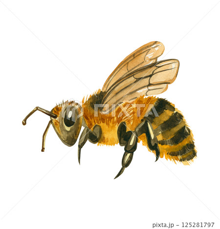 Bee with wings and striped fluffy body, hand painted in watercolor. Watercolor illustration of honey bee. Suitable for printing on fabric, paper, for design of cards, invitations, decor. 125281797